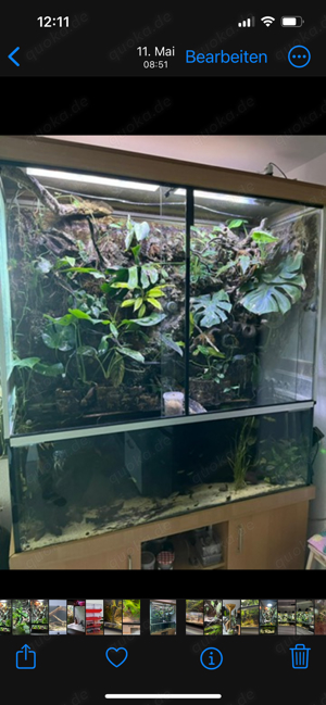 Paludarium Terrarium Aquarium 