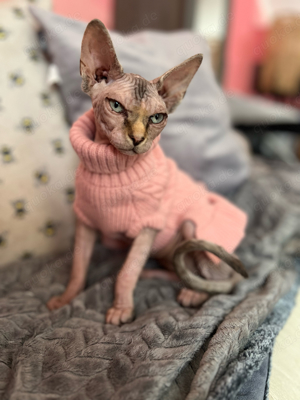 sphynx katze nacktkatze