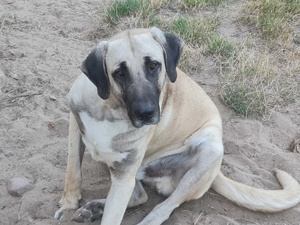 Kangal Rüde 2 Jahre 