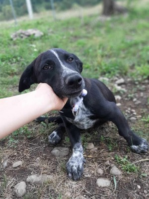 DARLING - Hundekind auf Körbchensuche (wartet in Rumänien)