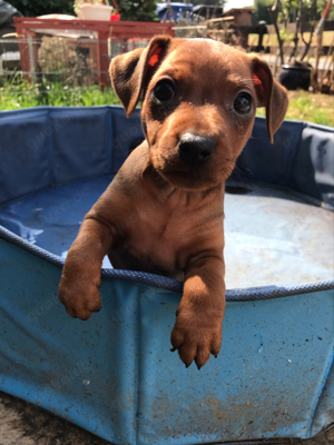 Reinrassige Rehpinscher   Zwergpinscher Welpen