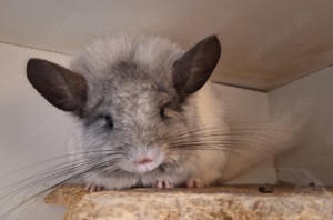 Chinchillaweibchen Angora aus 2022