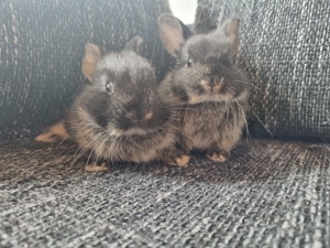 Kaninchen babys 