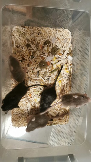 Gerbils, Rennmäuse abzugeben