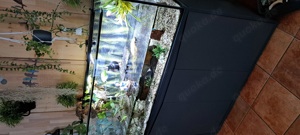 4 Moschusschildkröten mit Aquarium  !!