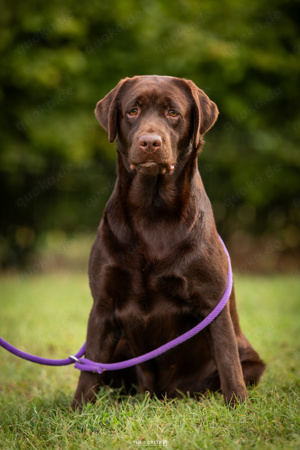 Vielversprechender Schokoladen-Labrador-Retriever