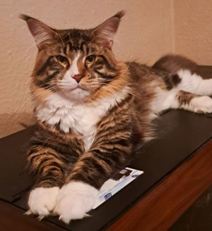 Reinrassiger Maine Coon Deckkater