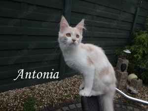 Maine Coon Kitten