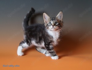 Super süße Maine Coon Katerchen