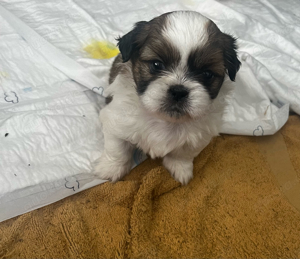 Shih Tzu Welpen