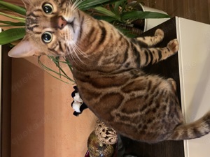 Bengal Deckkater XXL Rosetten TICA Stammbaum Erbkrankheiten getestet 