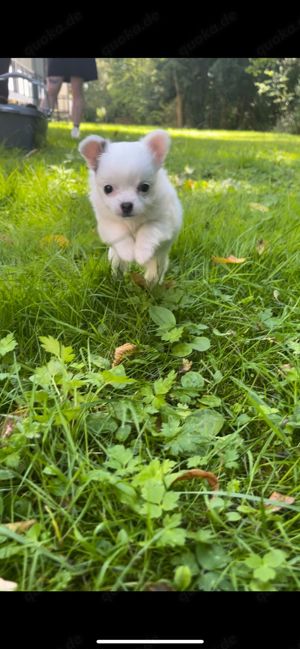 Chihuahua Welpen zu verkaufen Eisbäralarm 