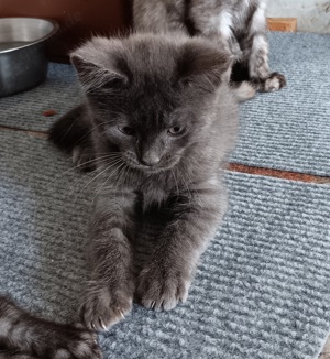 main coon mix babys 