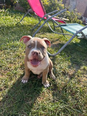 American bully welpen 