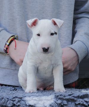 Miniature Bullterrier mit Stammbaum von FCI Zucht