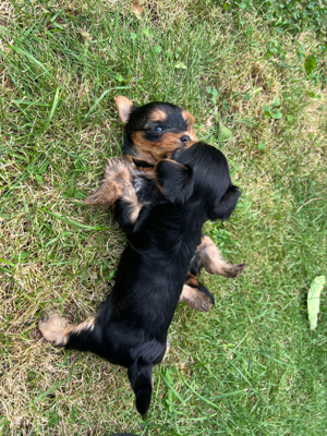 Yorkshire Terrier 