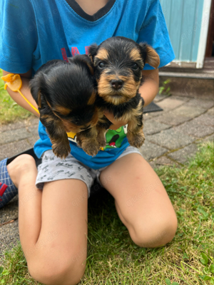 Yorkshire Terrier Welpe mini toy