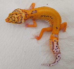 Leopardgecko Nachzuchten 2024  versch. Farbformen