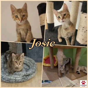 Süße Katze Josie sucht ihre Menschen