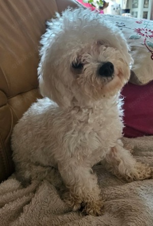 Bichon oder kleiner, Mädchen, Welpe gesucht 