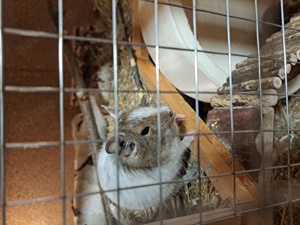 Degu Weibchen sucht neues Zuhause