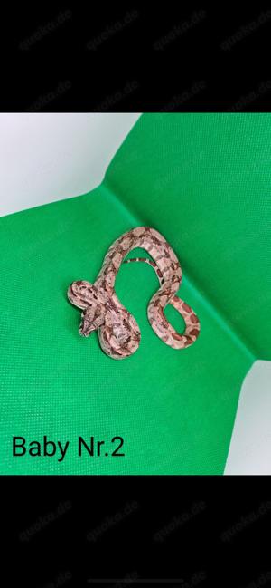 Boa Constrictor Imperator NZ 24