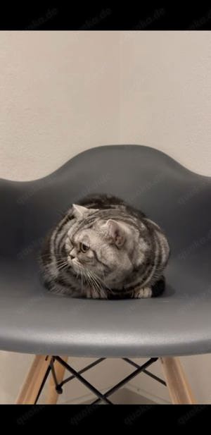 Reinrassige BKH Deckkater in Haarfarbe Black Silber Classic Tabby(Stammbaum) Bild 2