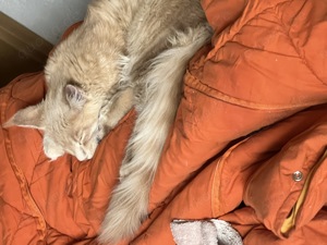 Maine coon Kater sucht Kuschelplatz