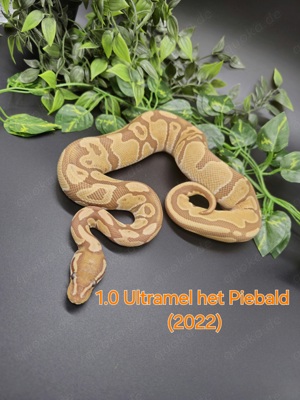 1.0 Ultramel het Piebald 