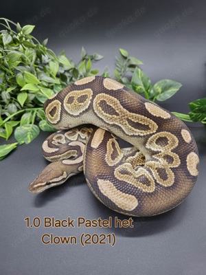 1.0 Black Pastel het Clown