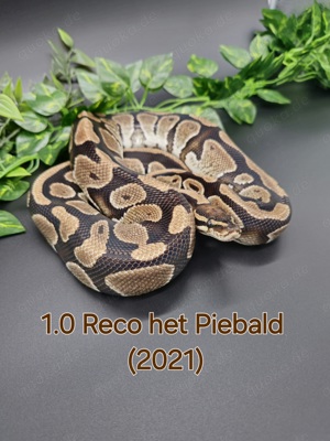 1.0 Reco Het Piebald