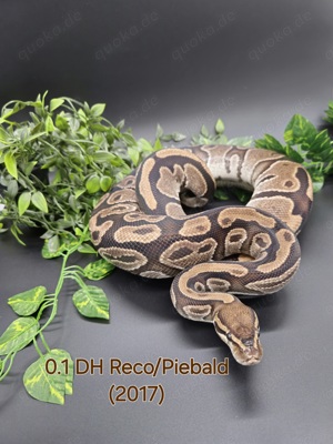 0.1 DH Reco Piebald