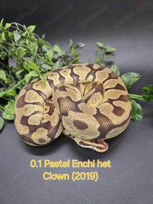 0.1 Pastel Enchi het Clown 