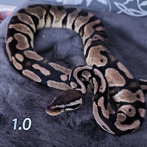 Königspythons 1.1 Pastel Axanthic TSK 100% het. Piebald 