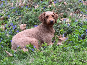 Großpudel   Königspudel Deckrüde (kein Verkauf) Bild 7