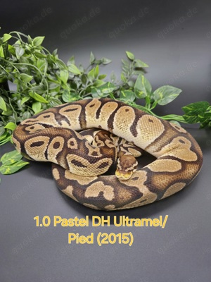 1.0 Pastel DH Ultramel Piebald 