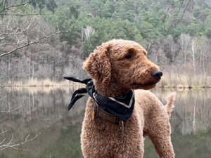 Großpudel   Königspudel Deckrüde (kein Verkauf) Bild 6