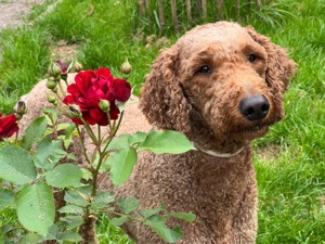 Großpudel   Königspudel Deckrüde (kein Verkauf) Bild 8