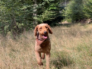 Großpudel   Königspudel Deckrüde (kein Verkauf) Bild 9