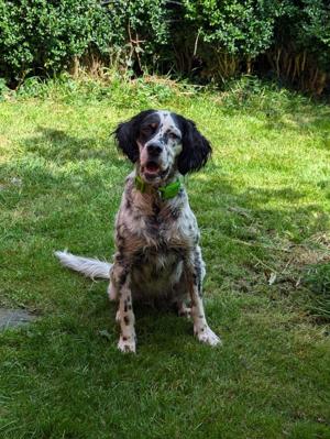 Wunderschöne, einfach nur liebe, sanfte Setter-Hündin Stella sucht das Glück