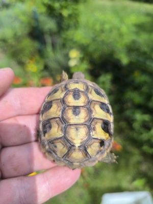 Grichische Landschildkröten (Ostrasse) NZ2023