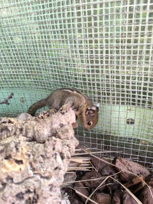 Chinesische Baumstreifenhörnchen