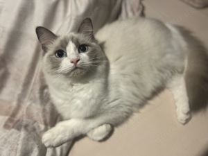 Zwei Ragdoll Mädchen suchen neue Familie