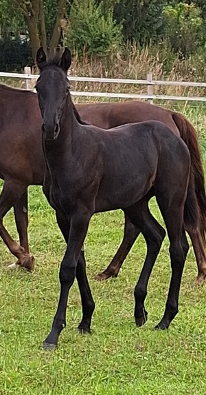 Hengstfohlen  -Dressuryoungster 