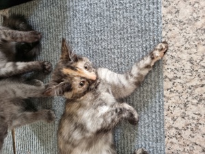 Mainecoon Katze abzugeben 