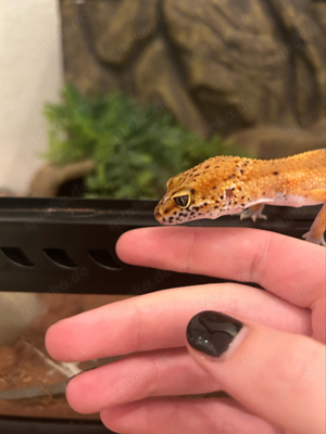 Leopardgecko Weibchen