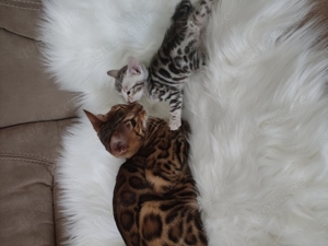 Wunderschöne Bengal Kitten mit Stammbaum.