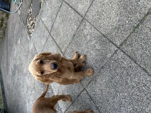 Cocker Spaniel Welpen