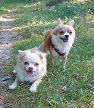 Chihuahua deckrüde  Bild 5