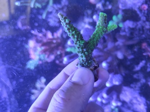 Ableger Koralle Acropora Meerwasser 